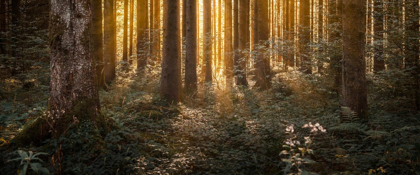 Google-Bewertung-Baumpflanzung-Scholz-Druck-Dortmund-Druckerei-TITEL
